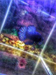 Hoangphi95